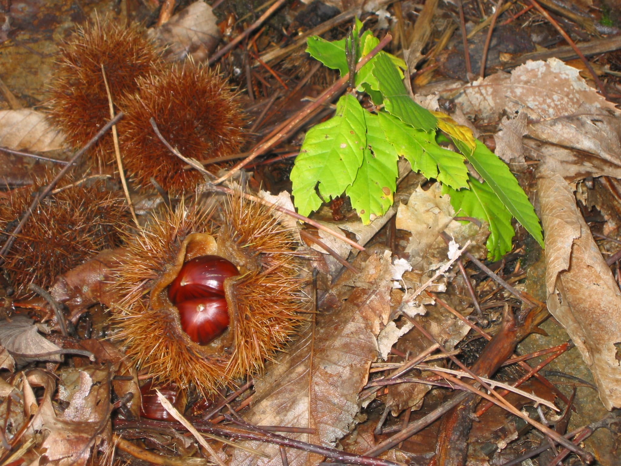 Kastanjes in overvloed